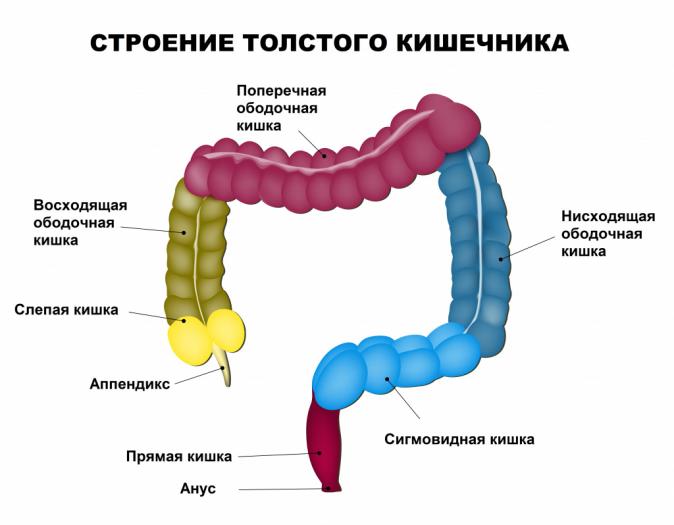 Причины неспецифического язвенного колита